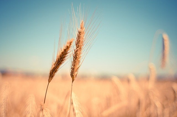 Il pane ed i grani antichi